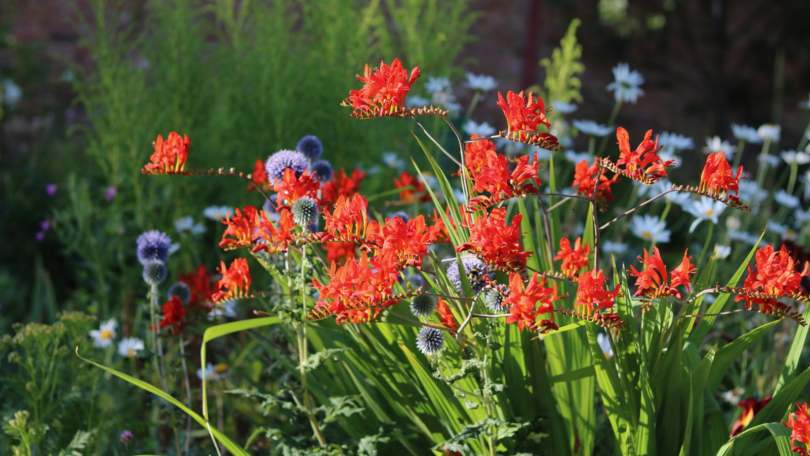 Crocosmia flowering with echinops in front of a rosemary bush