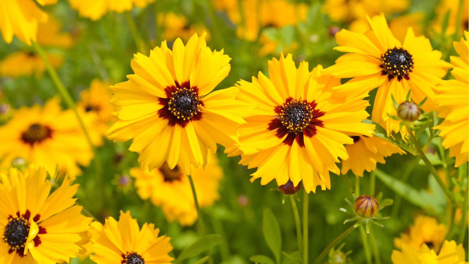 How to grow coreopsis