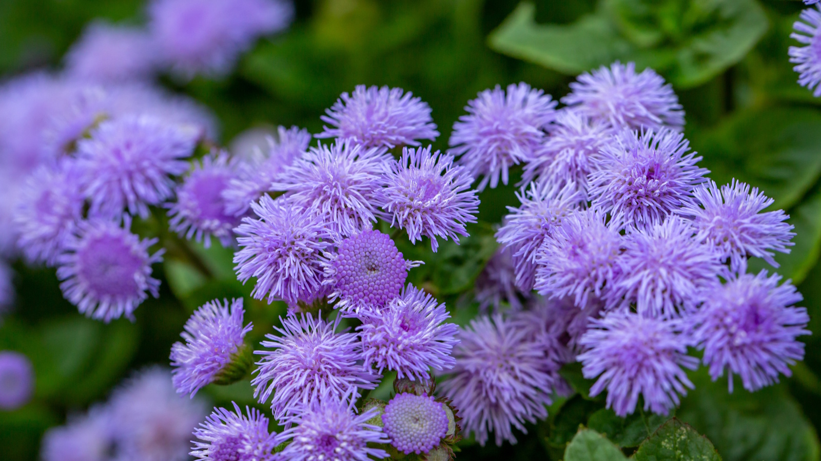 Purple flossflowers growing in a garden border