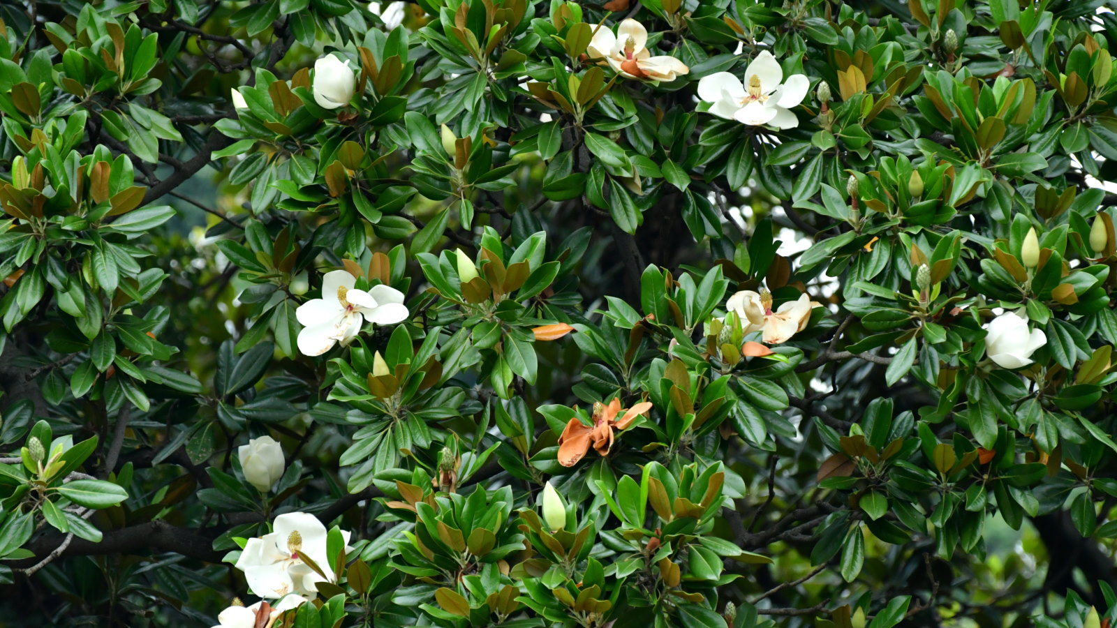 Green leaves and white flowers of a Magnolia grandiflora or Southern magnolia