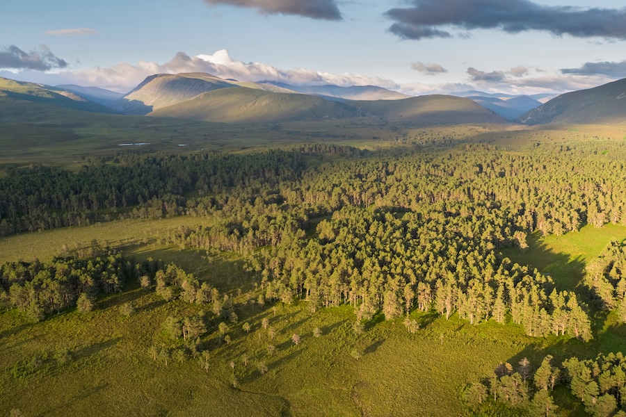 Alan Cumming calls on Scottish politicians to commit to rewilding