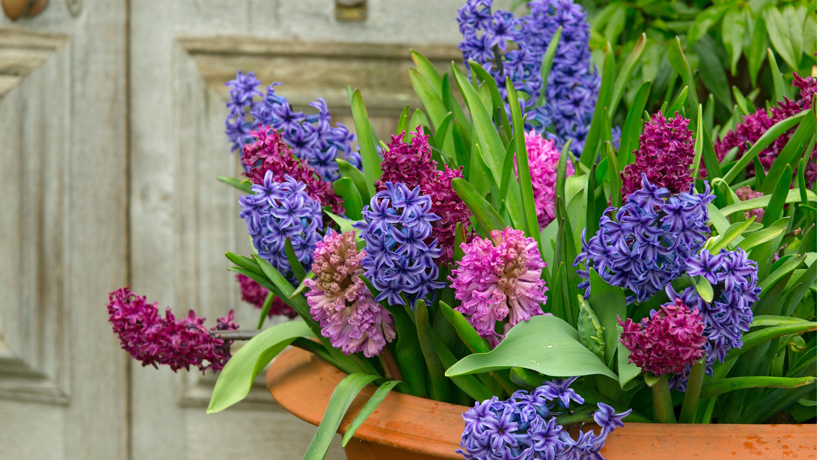 Hyacinths in pots