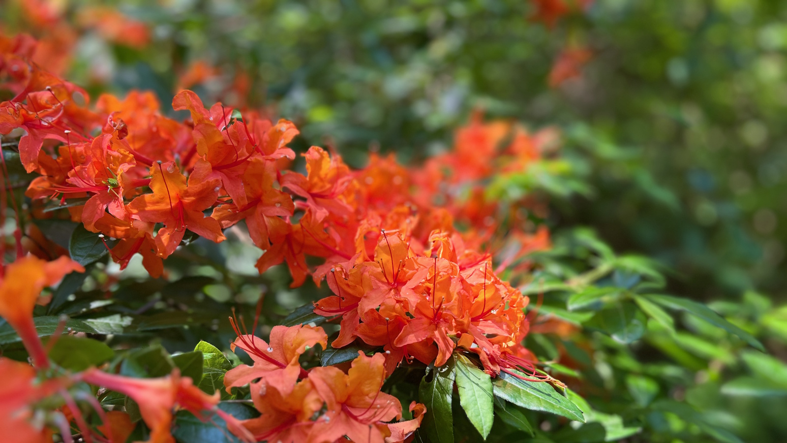 Orange rhododendron blooms in a sunny spring garden border