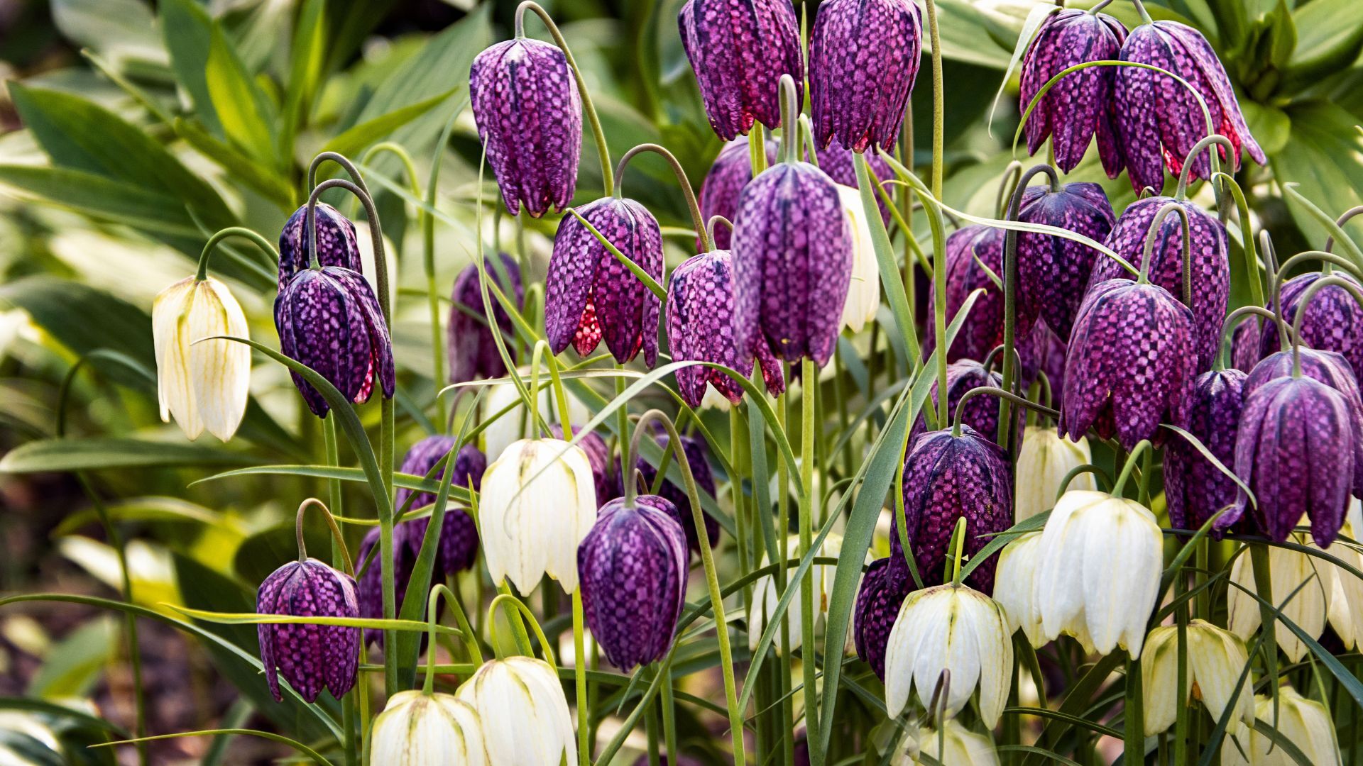 Snake's Head Fritillaries