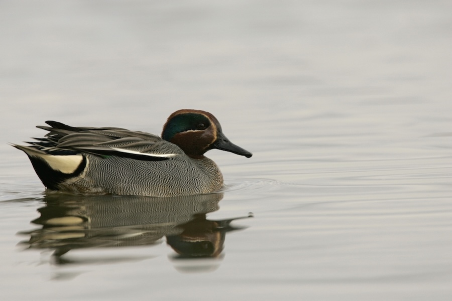 Campaign to save Coul Links