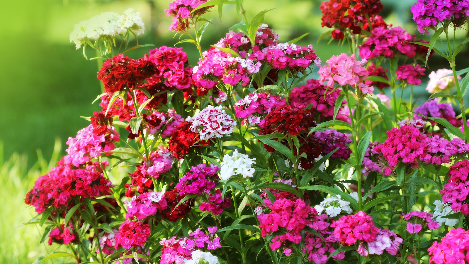 Pink, red and purple Sweet William flowers in summer