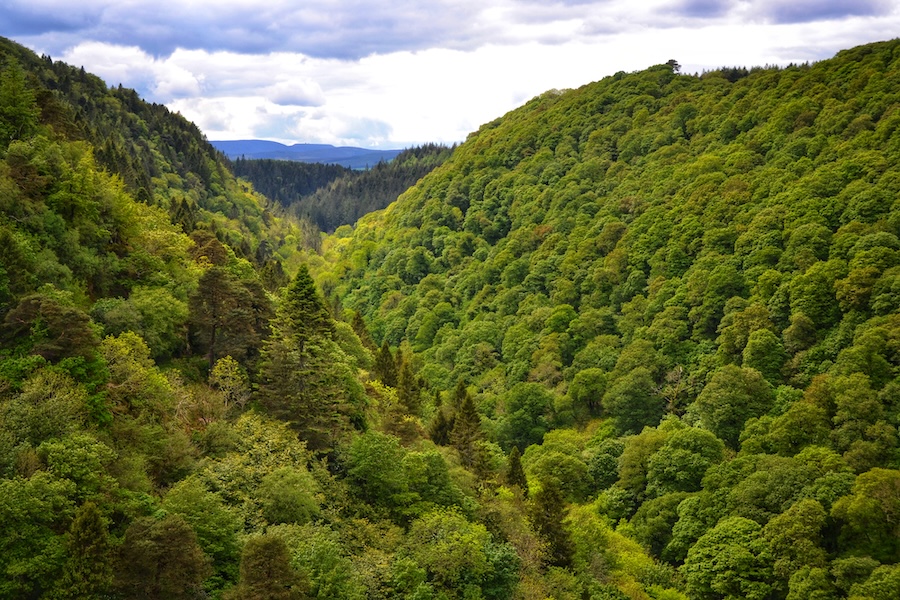 Scotland should 'punch above its weight' by joining Ireland in shift to nature forestry, says independent think tank