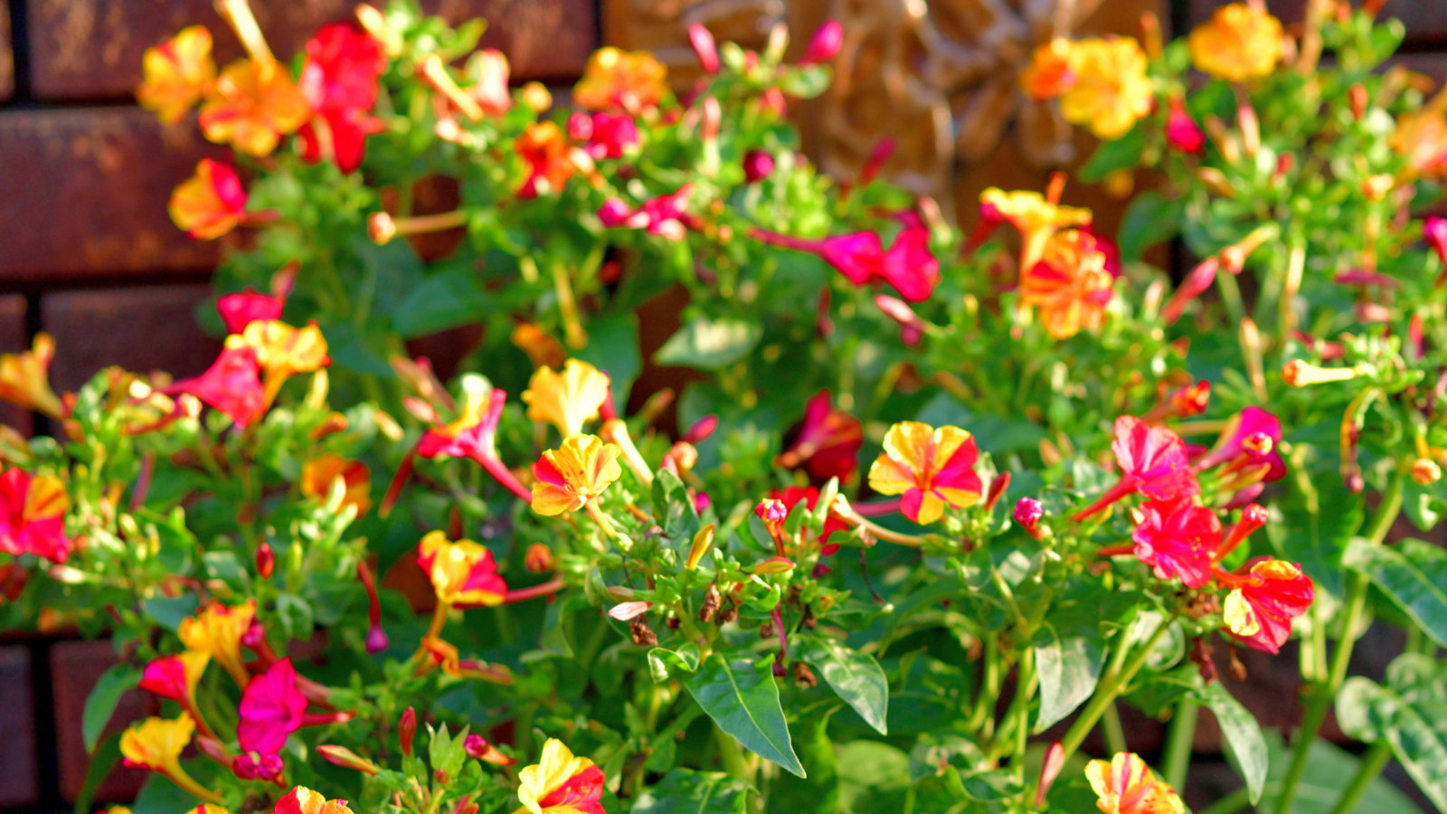 Red, yellow, pink and mixed four o'clock blooms against a backdrop of green leaves and bricks