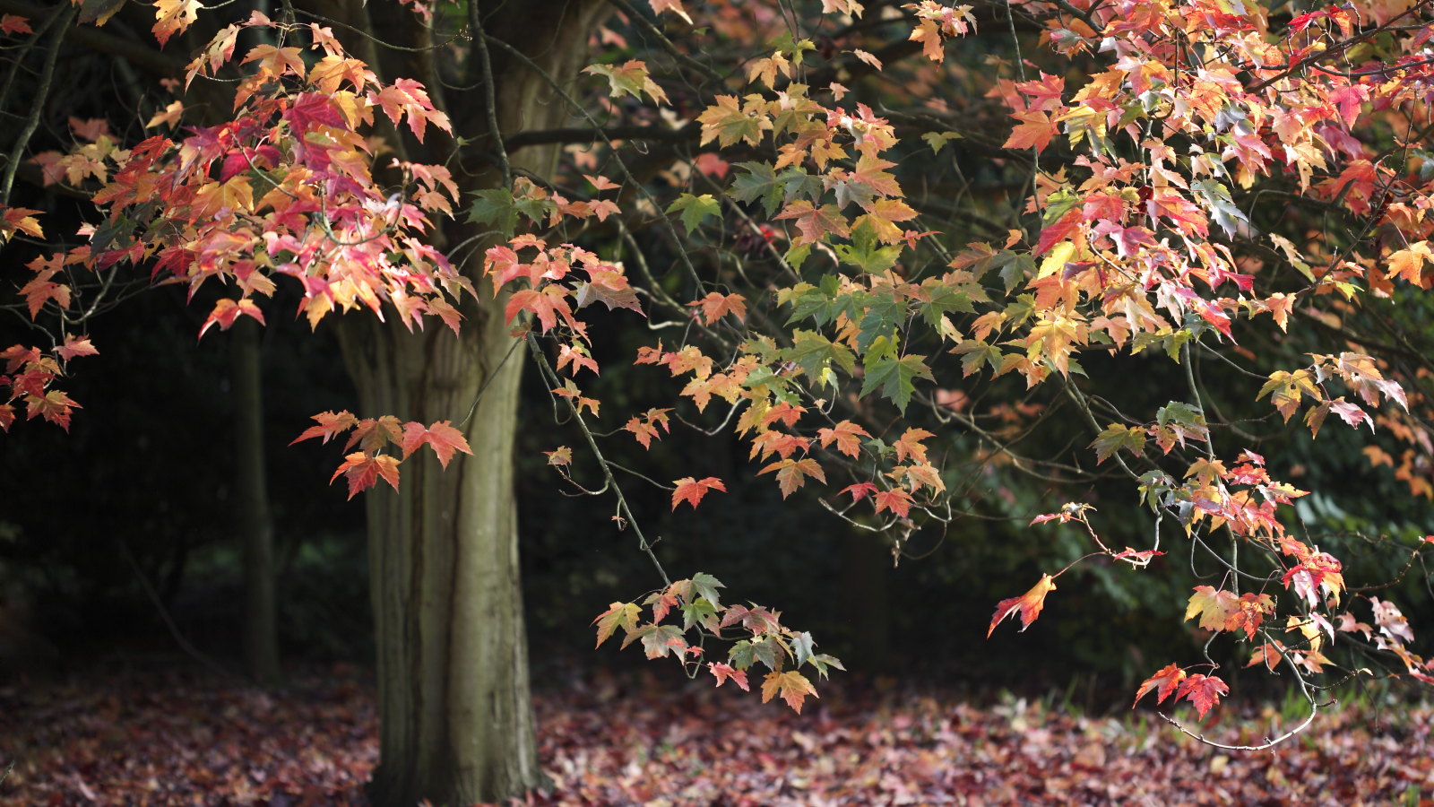 An oak tree with red leaves and fallen foliage in the fall