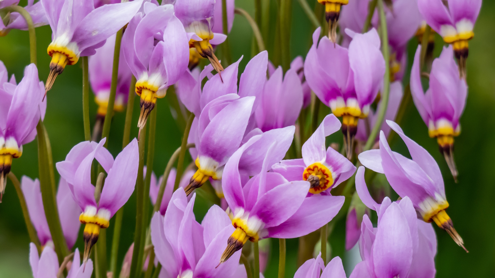 Pink flowering shooting star, or Dodecatheon meadia, growing in a garden bed