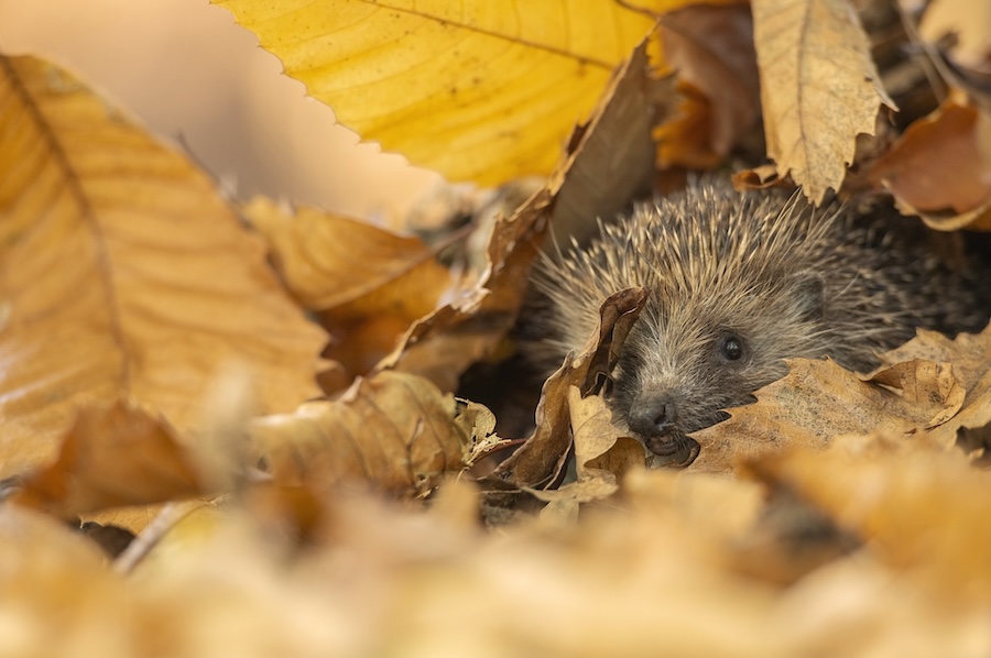 How to keep wildlife safe this Halloween and Bonfire Night