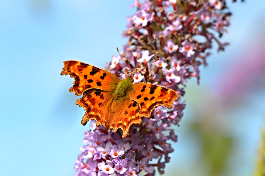 Lancaster declares itself a Butterfly-Friendly City