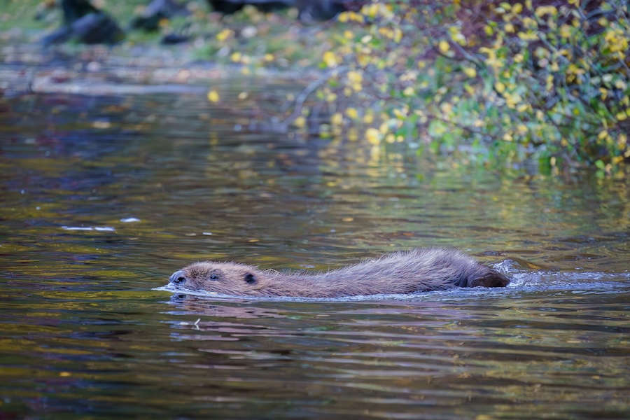 Beavers released in Glen Affric 400 years after extinction in Scotland
