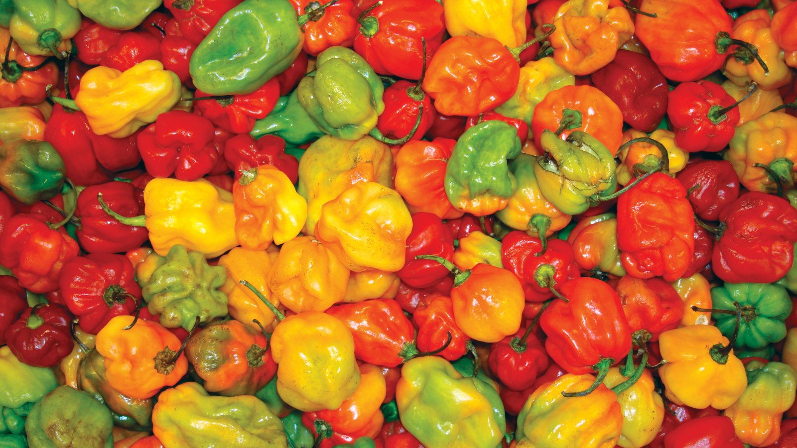A bunch of red, yellow, orange, and green Scotch Bonnet peppers