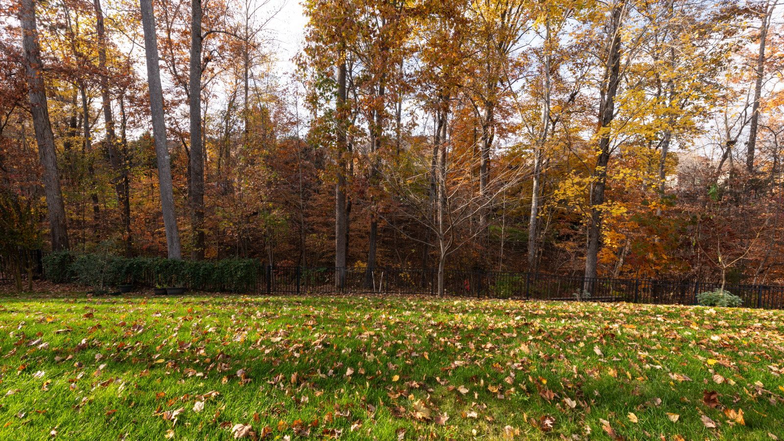 A lawn covered in fall leaves in autumn, with trees covered in bronze foliage