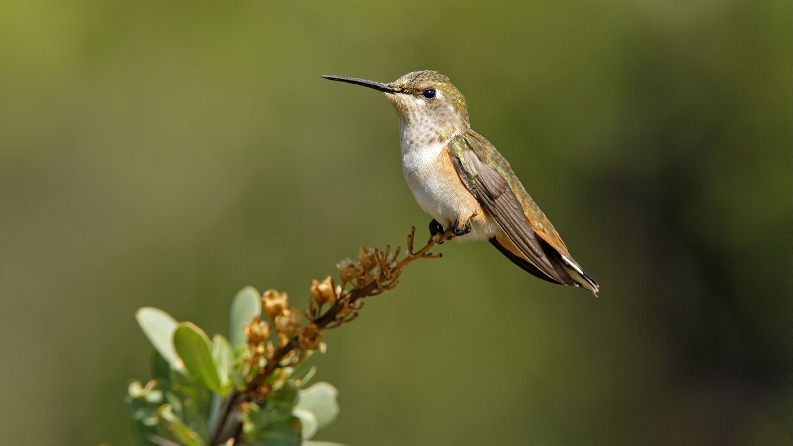Hummingbird sitting on flower