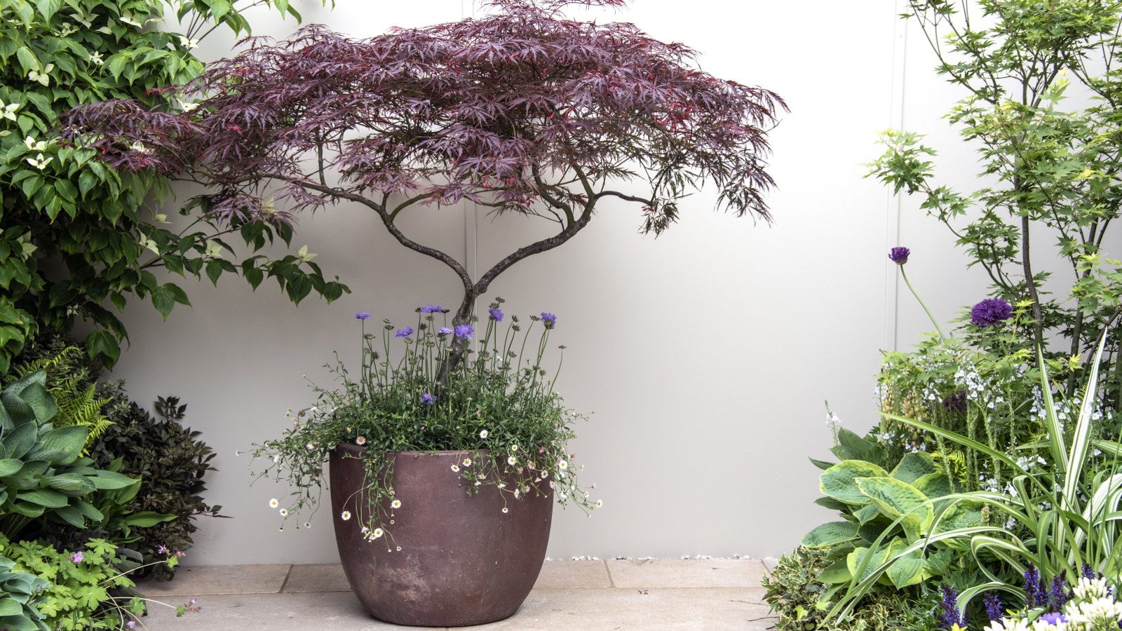 A red Japanese maple growing in a ceramic container against a white wall