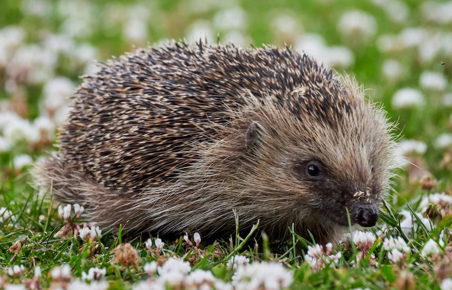 Decisive Supreme Court judgment upholds essential wildlife laws