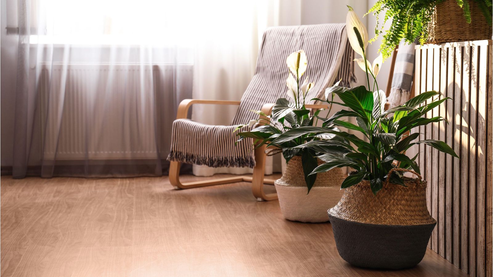 Peace lilies in baskets next to a chair