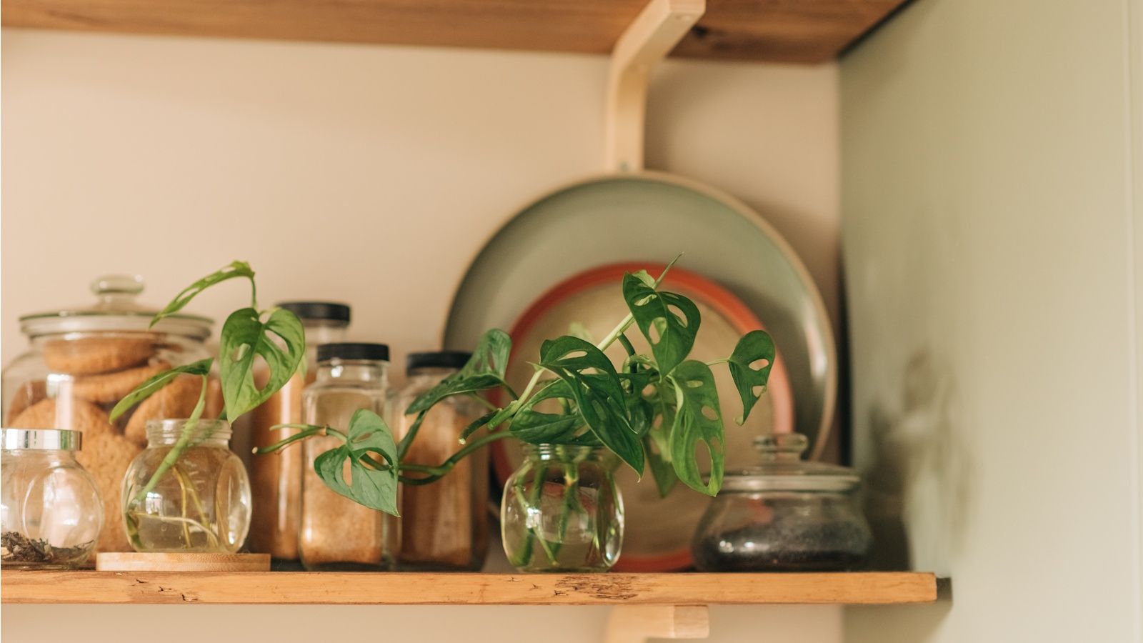 Houseplant cuttings on kitchen shelf