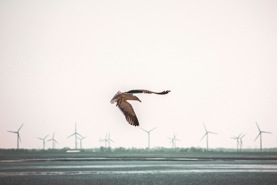 Nature charities call on First Minister to stop 'world’s most deadly windfarm' for birds