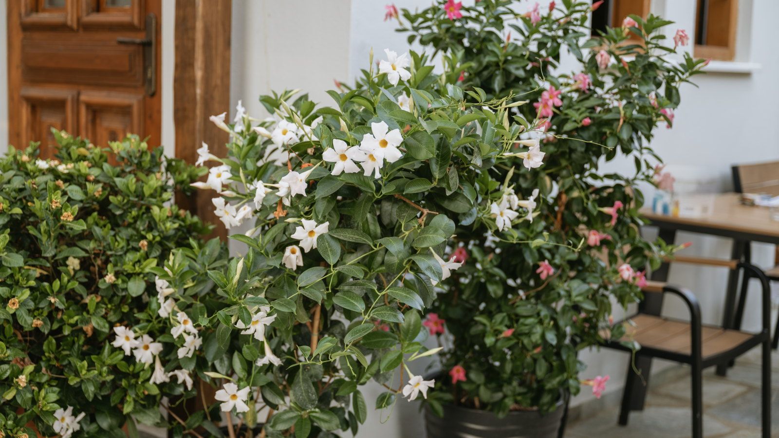 White mandevilla flowers on plants growing in containers