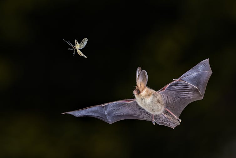 Fledermaus fliegt und versucht, in der Luft eine Motte zu fangen.