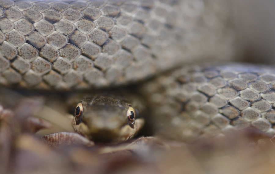 Slithering success for UK’s most secretive snake
