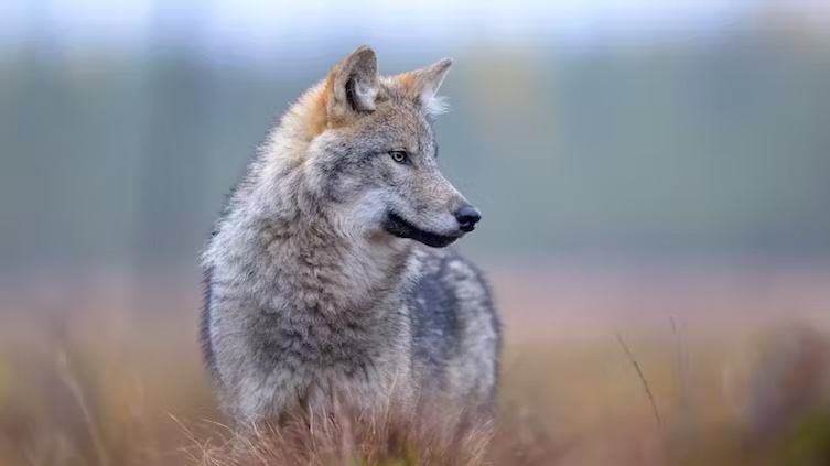 Wolves have returned to Denmark, and not everyone is happy about it