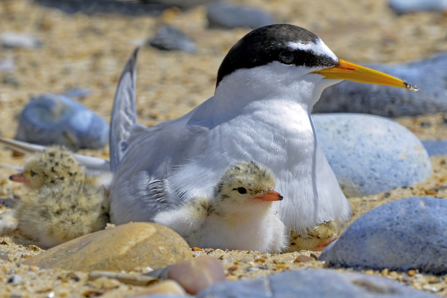 Signs of hope for England’s Little Terns after 2025 breeding success