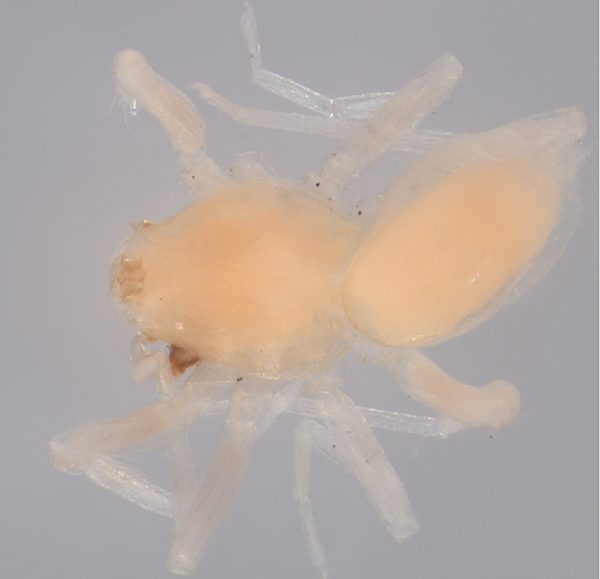 Die Christy Jo Koboldspinne, Ischnothyreus christyjoae