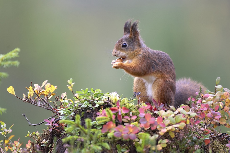 Famous glen managed by Scotland’s forestry agency joins UK’s largest rewilding landscape in ‘huge step forwards for nature’