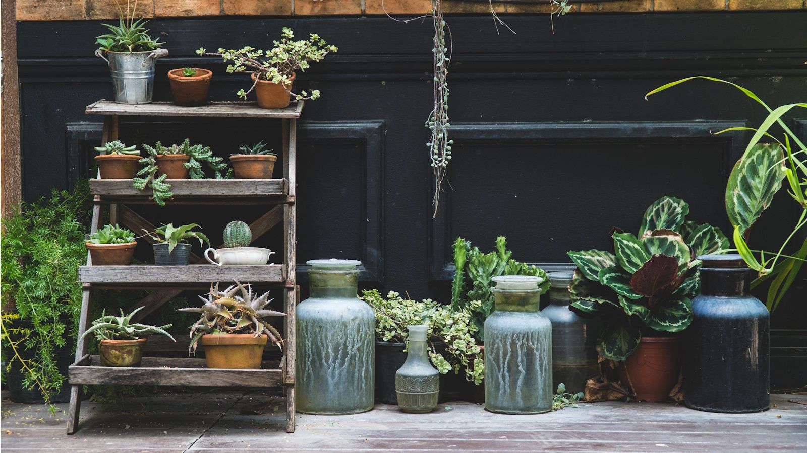 When to move houseplants outdoors