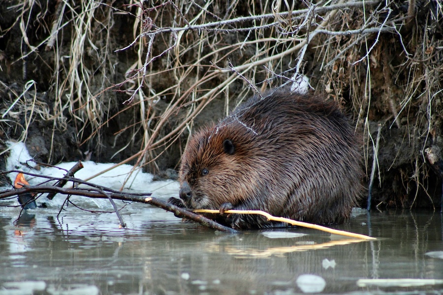 London beaver embarks on historic journey to help re-wild Wales