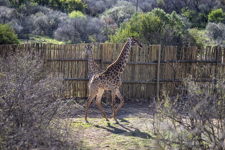 Hope for the tallest land mammal rises at the Giraffe Research Facility