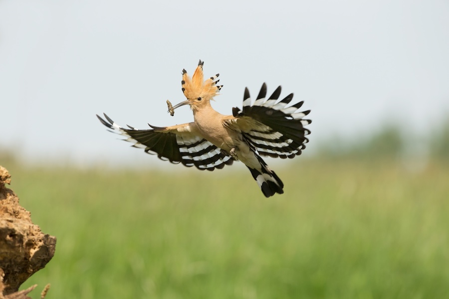 New report reveals the return of rare breeding bird species