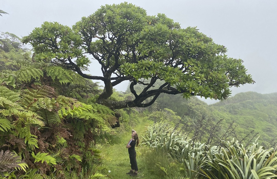 ‘Goblin’ and ‘Miniscule’ spider species found on UK Overseas Territory