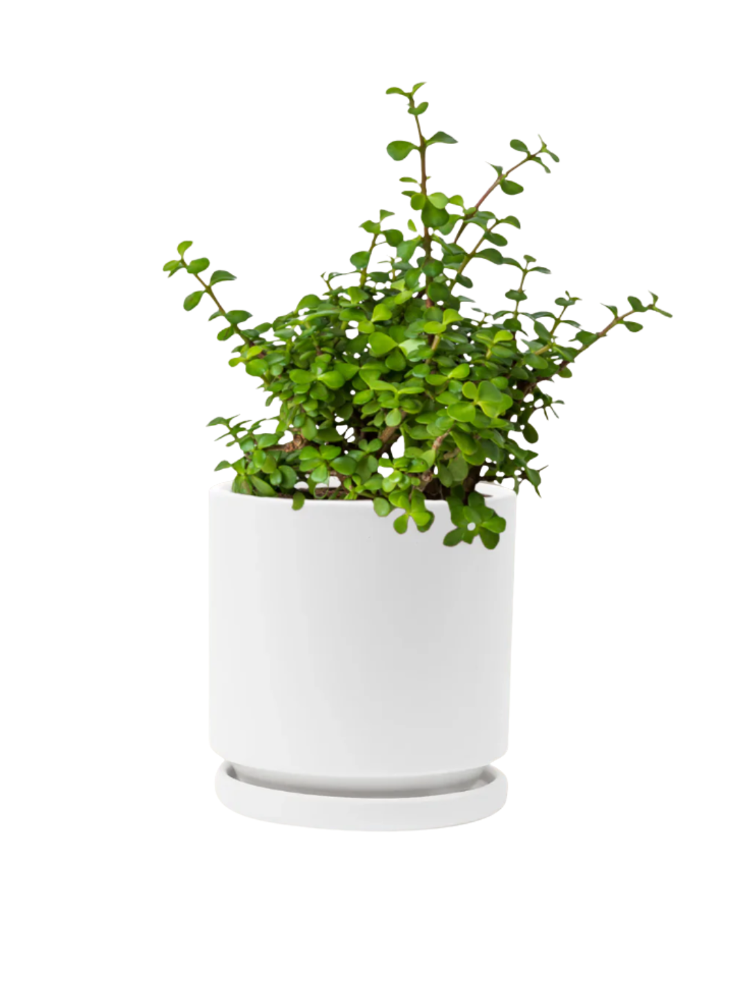 Elefantenbusch-Wohlstandspflanze 