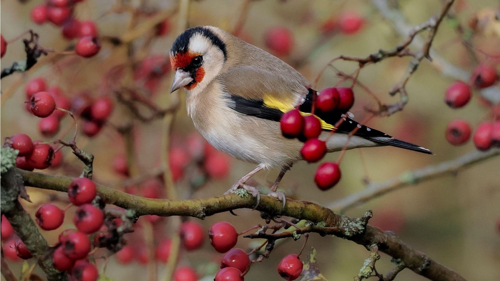 Goldfinch on tree with red berries in winter