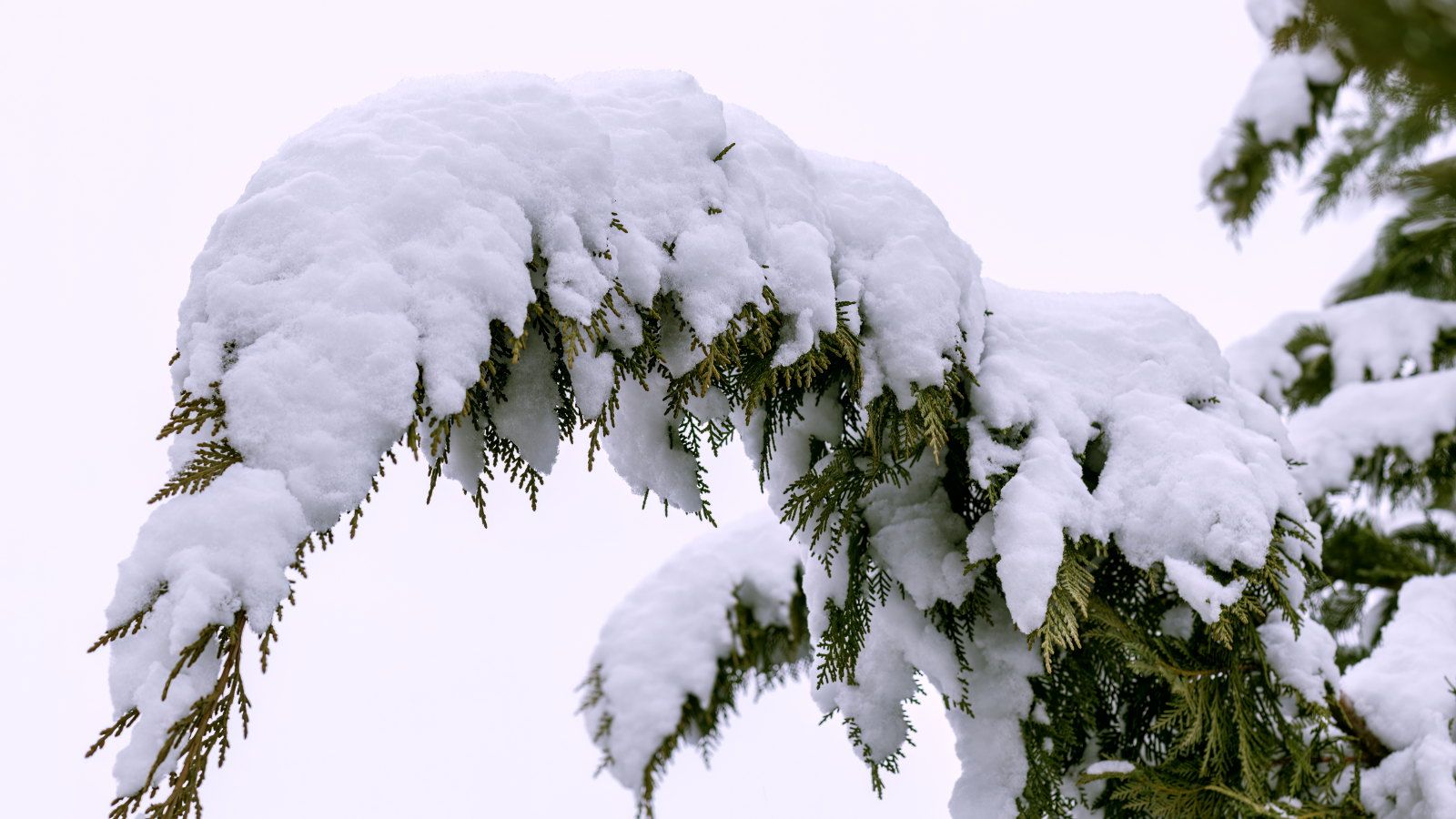Experten sagen, dass dies die einzige Möglichkeit ist, Schnee sicher von Bäumen zu entfernen und Schäden im Winter zu verhindern