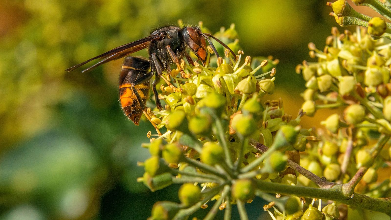 Yellow-legged hornet on flower buds