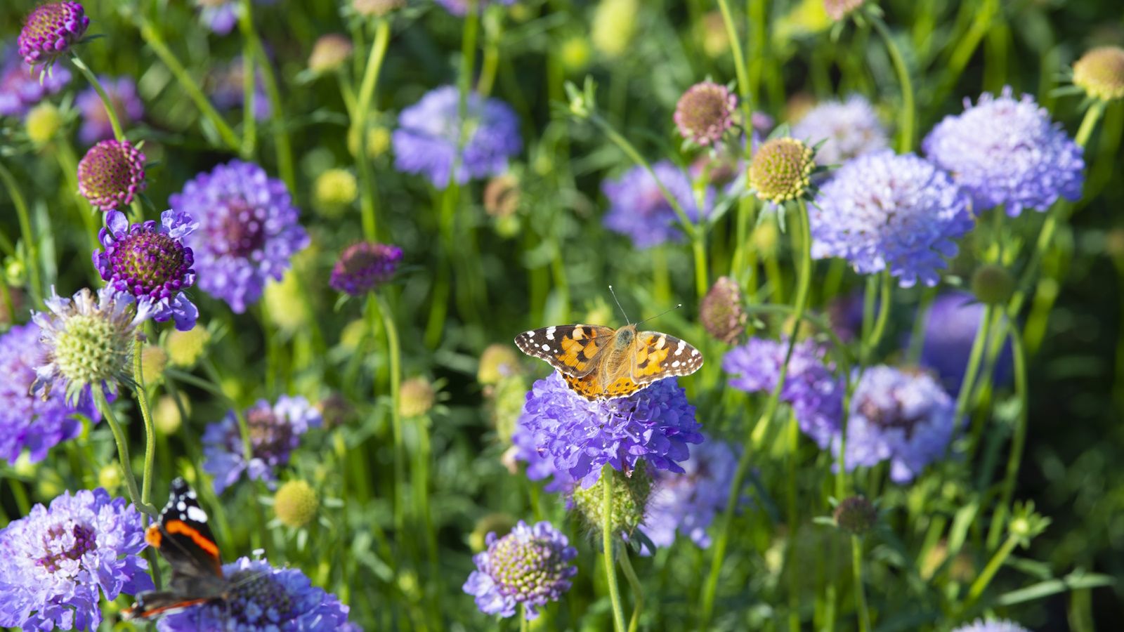 Lilac scabious blooms with butterflies