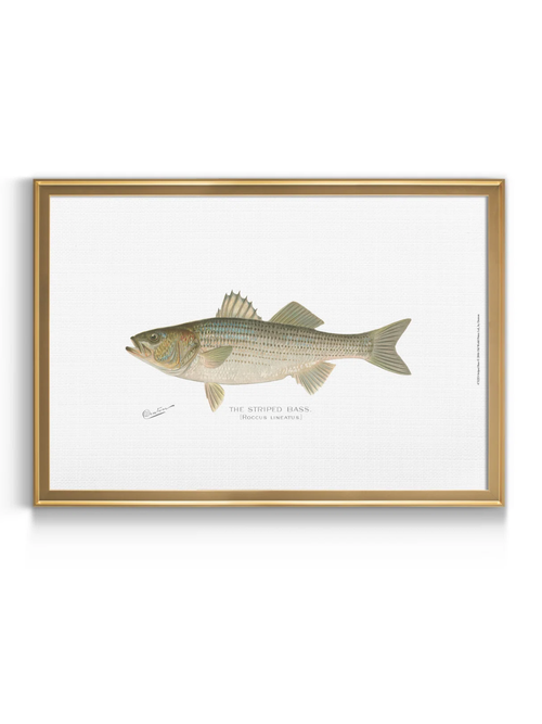 Millwood Pines Streifenbarsch 