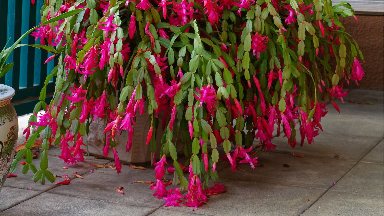 Large Christmas cactus in planter on a patio. It's in bloom with pink flowers