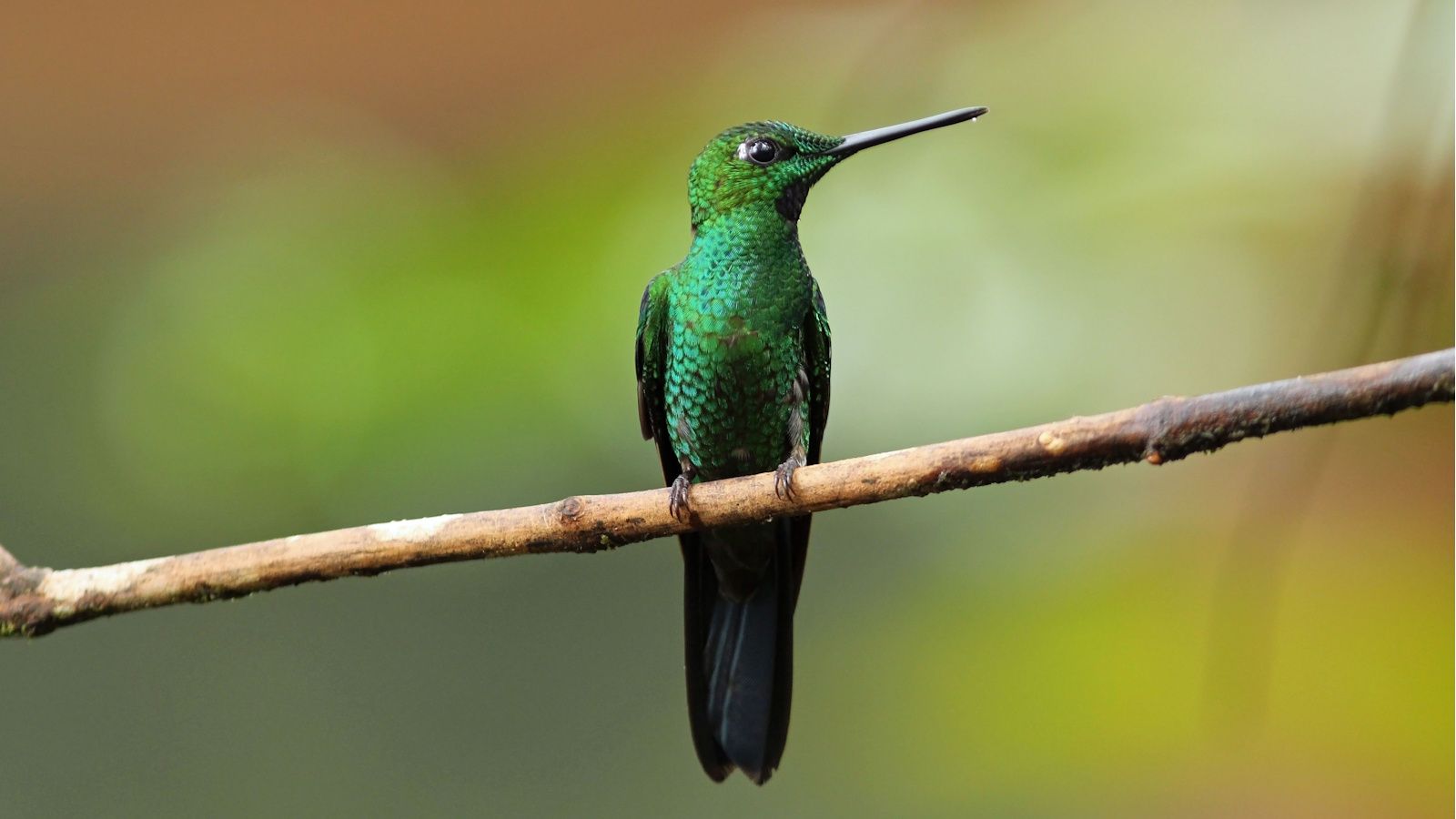 Hummingbird sitting on a branch