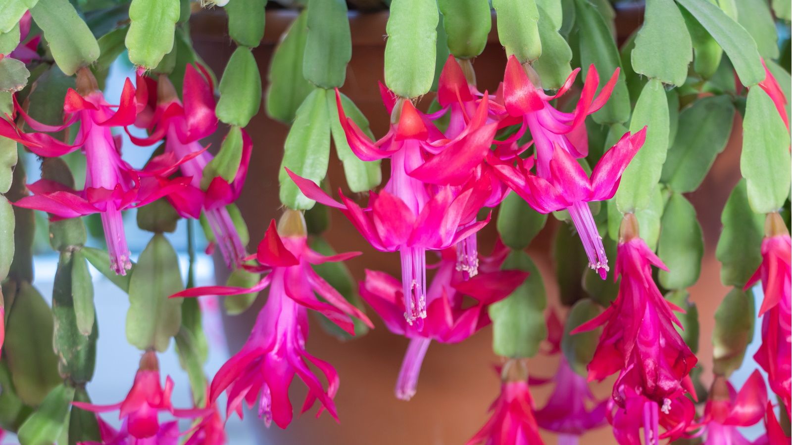 Pink Christmas cactus flowers