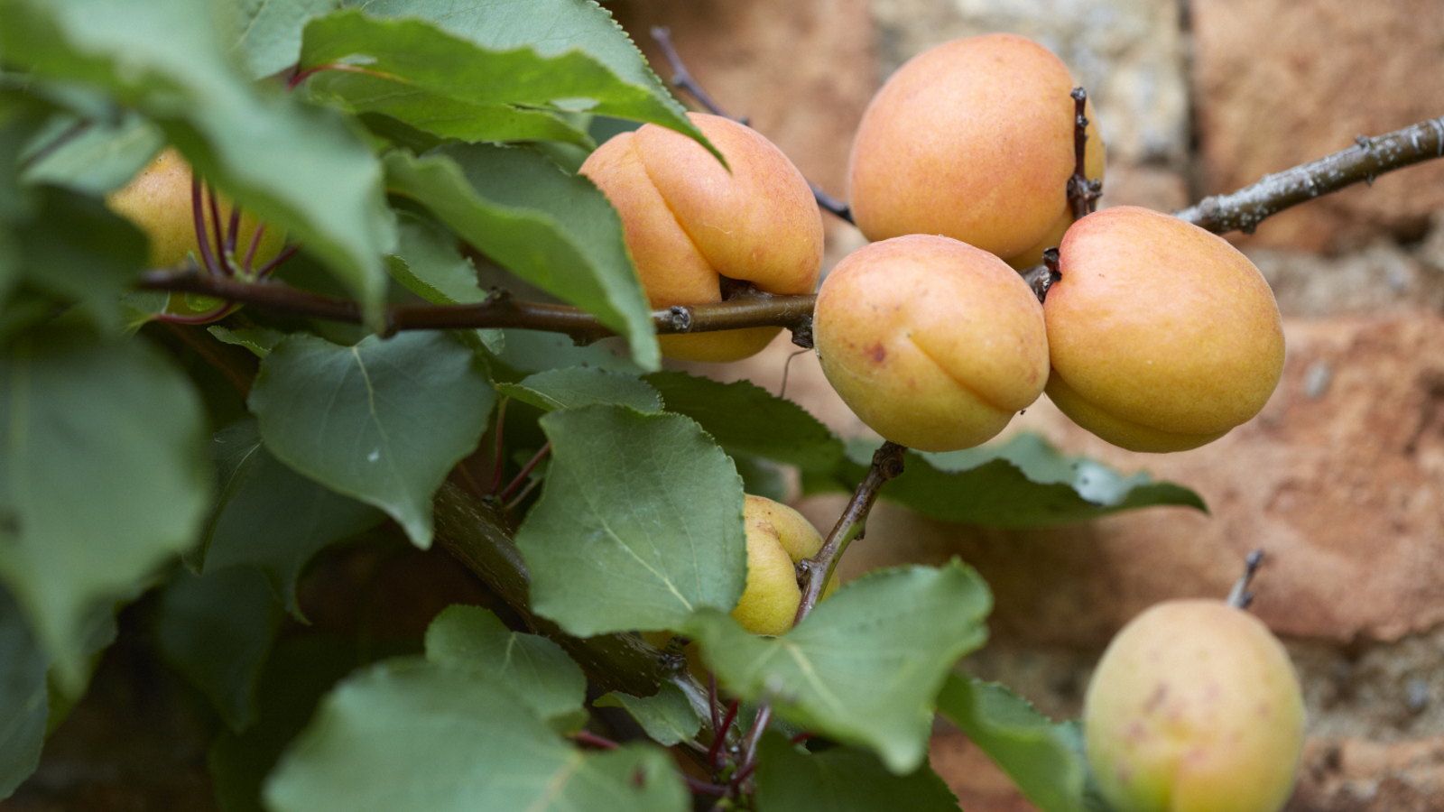 A cluster of yellow apricots growing on a branch of a tree trained against a brick wall