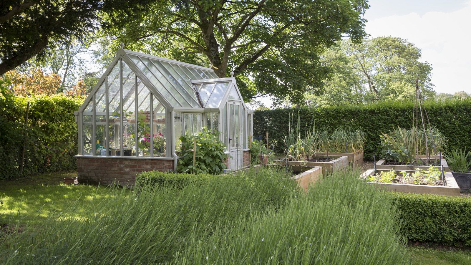 A greenhouse stands at the end of a raised bed vegetable garden, surrounded by large hedges