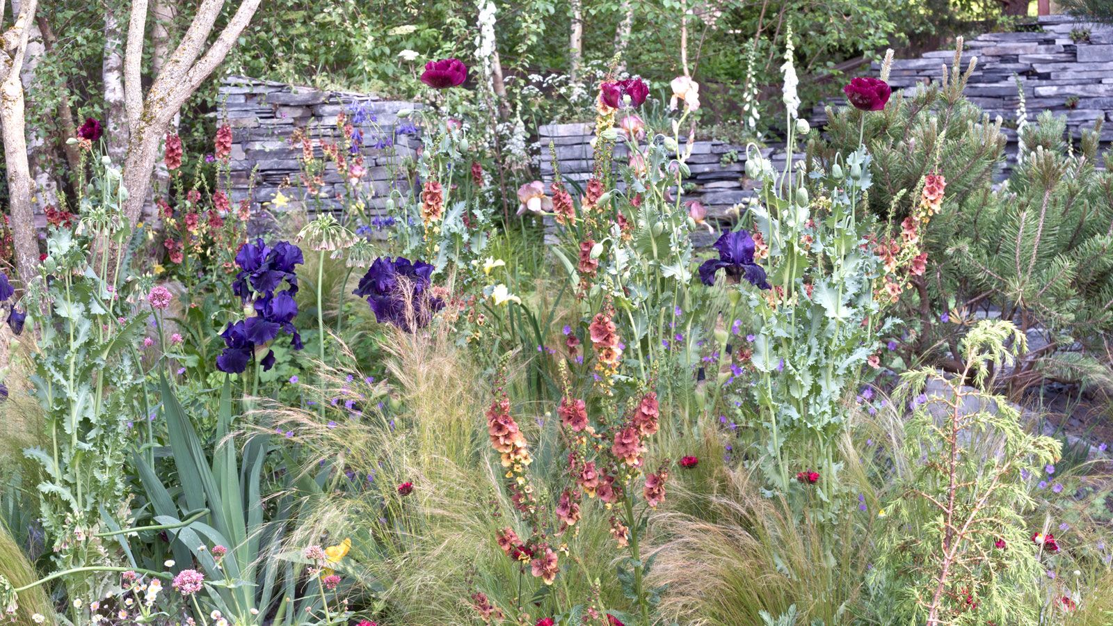 naturalistic flowerbeds with purple iris, pink foxgloves and verbascum, and dark red poppies, plus ornamental grasses and dry stone wall