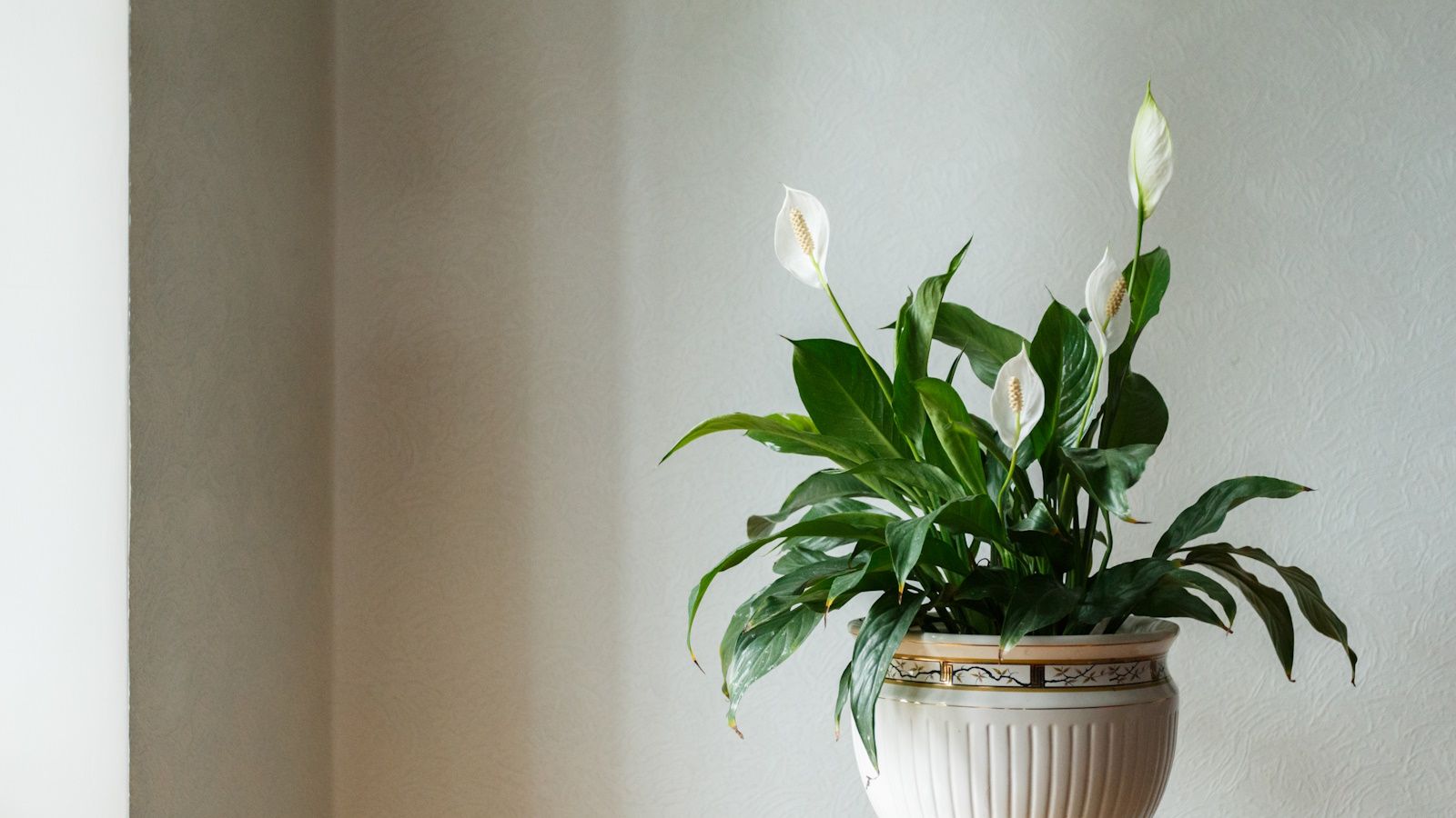 A peace lily plant in cream ceramic pot against beige wall